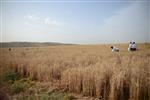 Harvested wheat shmurah matzah for Passover