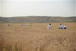 Harvested wheat shmurah matzah for Passover