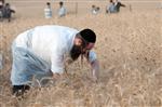 Wheat harvest