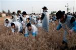 Wheat harvest