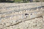 The cemetery in East Jerusalem - Mount of Olives