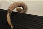 Shofar for blowing the shofar on Rosh Hashanah