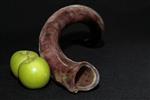 Shofar for blowing the shofar on Rosh Hashanah