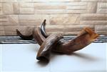 Shofar for blowing the shofar on Rosh Hashanah