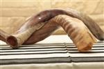 Shofar for blowing the shofar on Rosh Hashanah