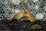 Shofar for blowing the shofar on Rosh Hashanah