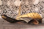 Shofar for blowing the shofar on Rosh Hashanah