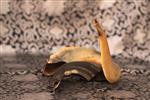 Shofar for blowing the shofar on Rosh Hashanah