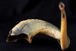 Shofar for blowing the shofar on Rosh Hashanah