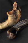 Shofar for blowing the shofar on Rosh Hashanah